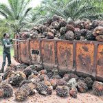 Malaysia, the world’s second-largest palm oil producer, is in a strategic position to become one of the world’s leading SAF producers. | Reuters photo