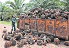 Malaysia, the world’s second-largest palm oil producer, is in a strategic position to become one of the world’s leading SAF producers. | Reuters photo