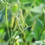 Corteva’s next round of soybean product launches will be enhancements on products that are already available. | File photo