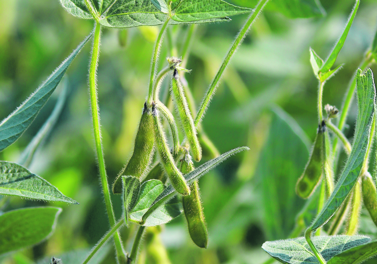 Corteva’s next round of soybean product launches will be enhancements on products that are already available. | File photo