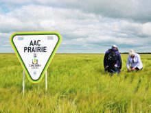 A 2022 field trial near Wawanesa, Man., included newcomer AAC Prairie.  |  File photo