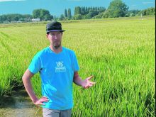Léandre Guillod stands among rice stalks in the August sunshine. Rice is a rare crop to see in the Swiss countryside of the Fribourg canton.  |  Becky Zimmer photo
