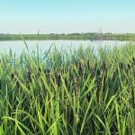 Bayer Crop Science Canada says the Pest Management Regulatory Agency did not exclude water quality data at the request of the crop protection industry.