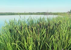 Bayer Crop Science Canada says the Pest Management Regulatory Agency did not exclude water quality data at the request of the crop protection industry.
