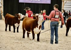 The heifer pictured on the left, TCF 018 Princess Deanne 401M, exhibited by The Cliffs Farm from Saskatoon, Sask. was the champion heifer calf during the Agribition 2024 National Hereford Show. DGB Moonstone Miss 3M, right, was reserve champion heifer calf. | John Greig photo