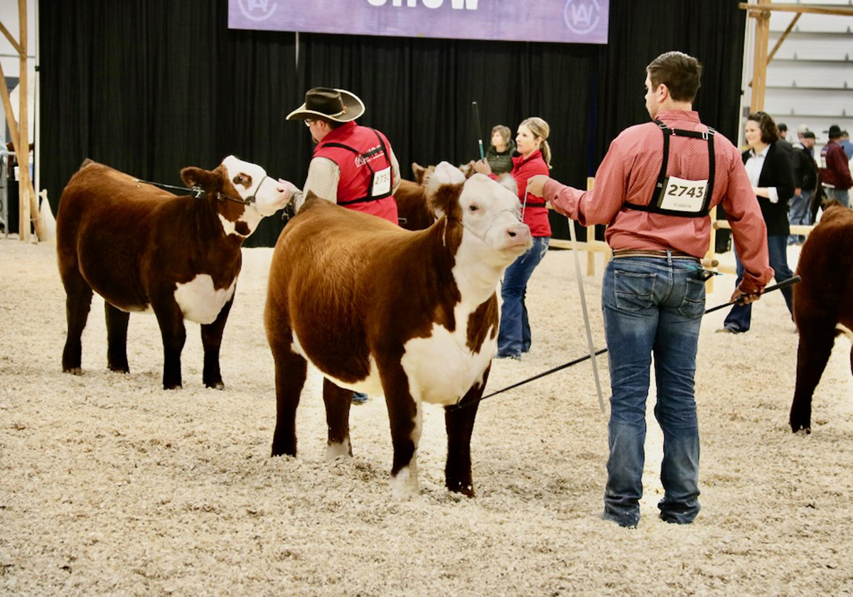 The heifer pictured on the left, TCF 018 Princess Deanne 401M, exhibited by The Cliffs Farm from Saskatoon, Sask. was the champion heifer calf during the Agribition 2024 National Hereford Show. DGB Moonstone Miss 3M, right, was reserve champion heifer calf. | John Greig photo
