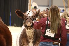 Bar 33 Sparkle Dee 20L, exhibited by Kroner Cattle Co., won her class in the Shorthorn show at Canadian Western Agribition 2024. Judge Tyson Hertz of Glentworth, Sask., said she was fault free and was the easiest heifer in the class to watch in motion. | John Greig photo
