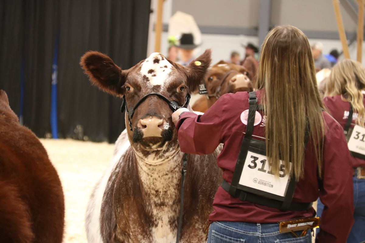 Bar 33 Sparkle Dee 20L, exhibited by Kroner Cattle Co., won her class in the Shorthorn show at Canadian Western Agribition 2024. Judge Tyson Hertz of Glentworth, Sask., said she was fault free and was the easiest heifer in the class to watch in motion. | John Greig photo