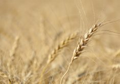 Tara Sawyer, a farmer from Acme, Alberta, is the newly-elected chair of the Grain Growers of Canada. Sawyer is the first woman to hold the role, GGC said. | File photo