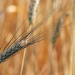 Durum exports during the first quarter of the crop year are strong at 916,800 tonnes, which is the best pace since the 2020-21 crop year. | File photo