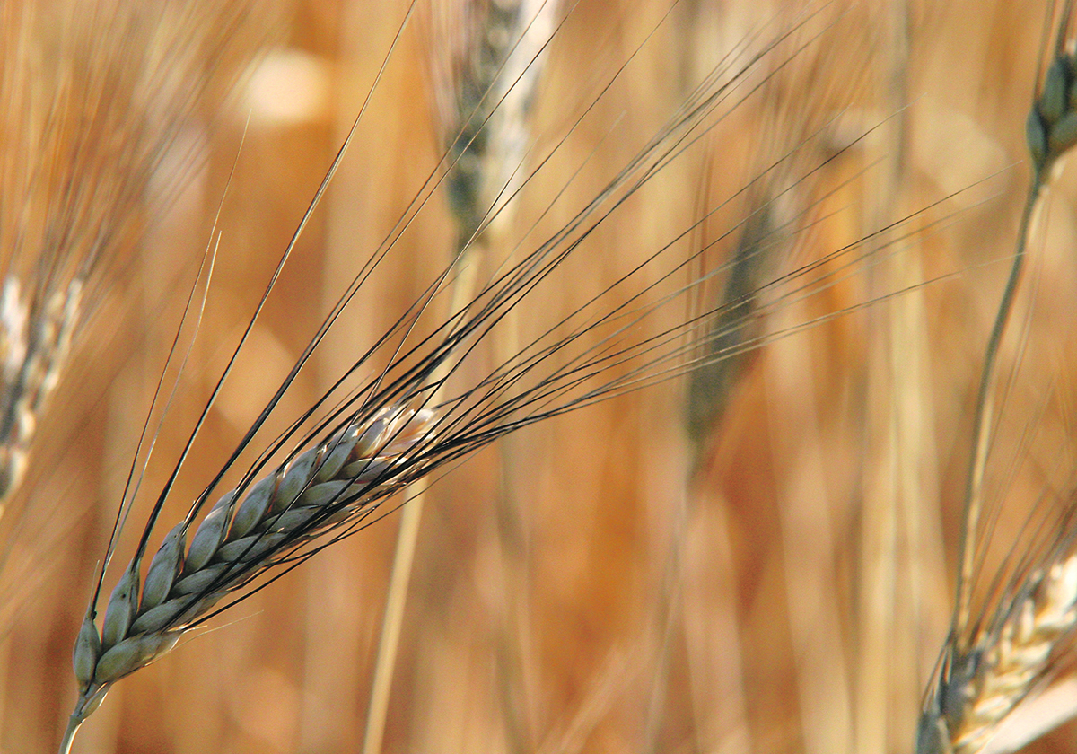 Durum exports during the first quarter of the crop year are strong at 916,800 tonnes, which is the best pace since the 2020-21 crop year. | File photo