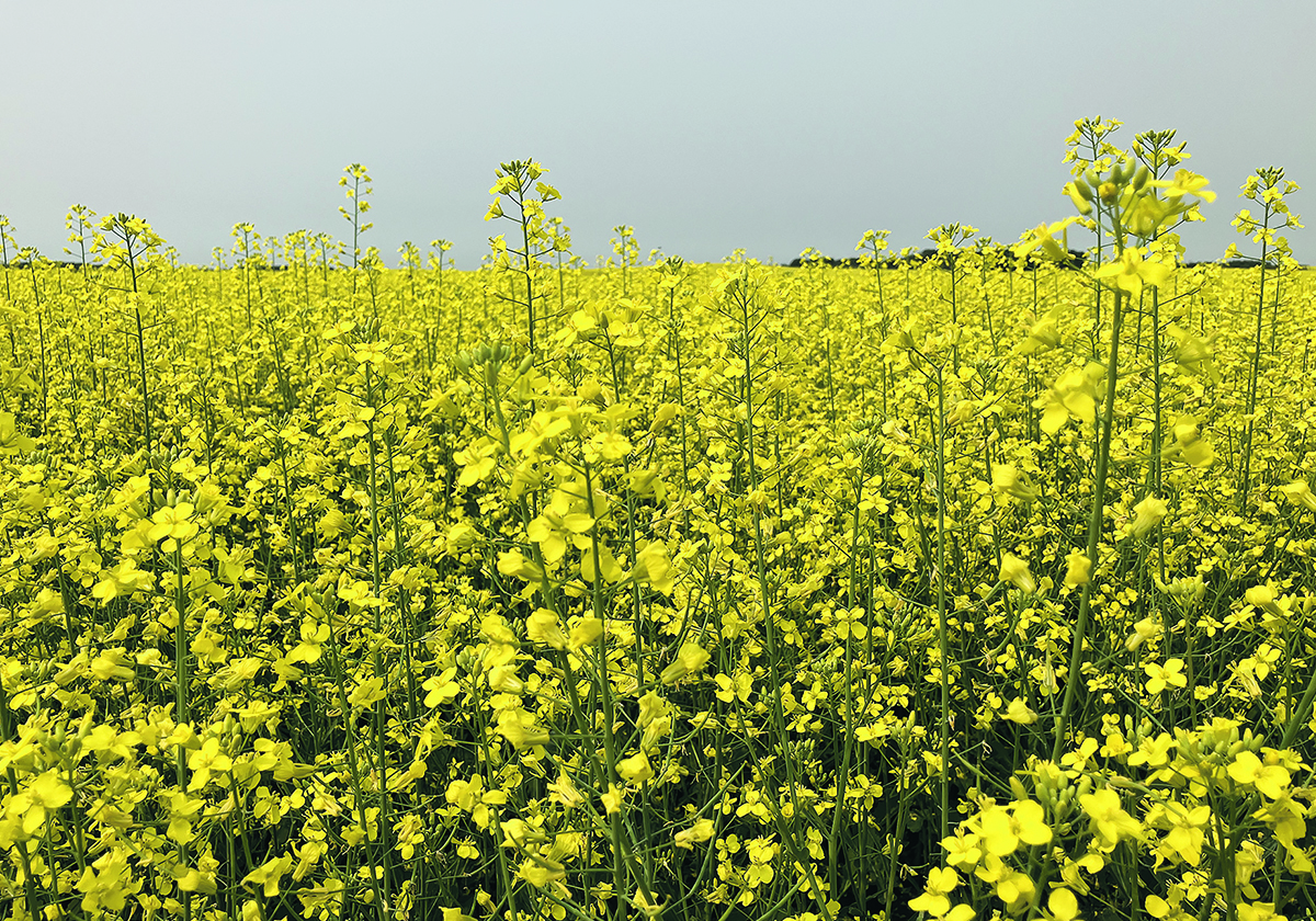 Canola