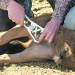bull castration