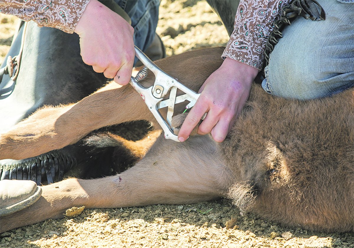 castration Castration via banding is gaining popularity and safety | The Western  Producer