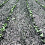 A five-year project from Assiniboine College in Brandon brings together partners from across Western Canada to share their work on soil health and explore solutions to common challenges. | File photo