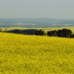 Canola growing season in review