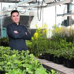 Boyd Mori, a University of Alberta entomologist, is working on multiple projects connected to flea beetles and canola this summer. Preliminary results from one project suggest that neonicotinoid seed treatments are still effective against flea beetles. | University of Alberta photo