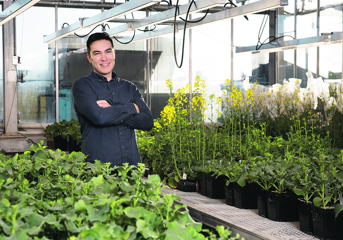Boyd Mori, a University of Alberta entomologist, is working on multiple projects connected to flea beetles and canola this summer. Preliminary results from one project suggest that neonicotinoid seed treatments are still effective against flea beetles. | University of Alberta photo
