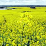 Most of the major seed providers are putting together programs that reward farmers for operating in a manner that allows food companies and others to plausibly claim that their crops don’t hurt the planet. | File photo