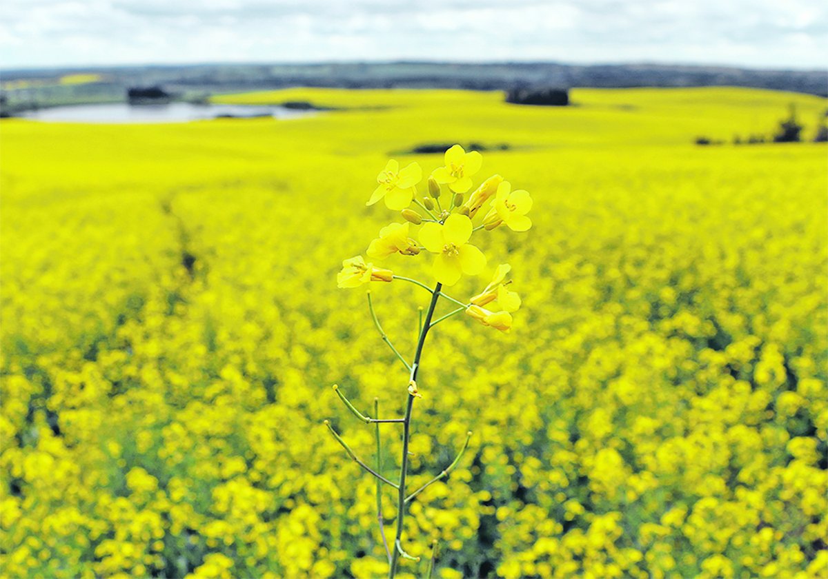 Most of the major seed providers are putting together programs that reward farmers for operating in a manner that allows food companies and others to plausibly claim that their crops don’t hurt the planet. | File photo
