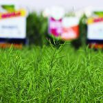 What made canola so strong?