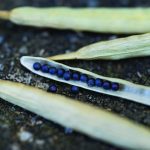 These latest consultations sought input from stakeholders including farmers, seed producers, industry associations, researchers and Indigenous communities, the CFIA said. The goal was to understand the current regulatory landscape and identify improvements to better support the agricultural sector. | Getty Images