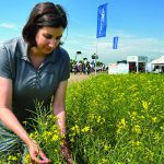 Agriculture Canada researcher Jennifer Town is working to identify soil microbes that could help canola withstand periods of drought. | Robert Arnason photo