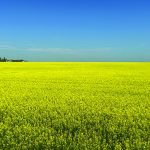 Rylan Bailey in Sask. @chasecommodity