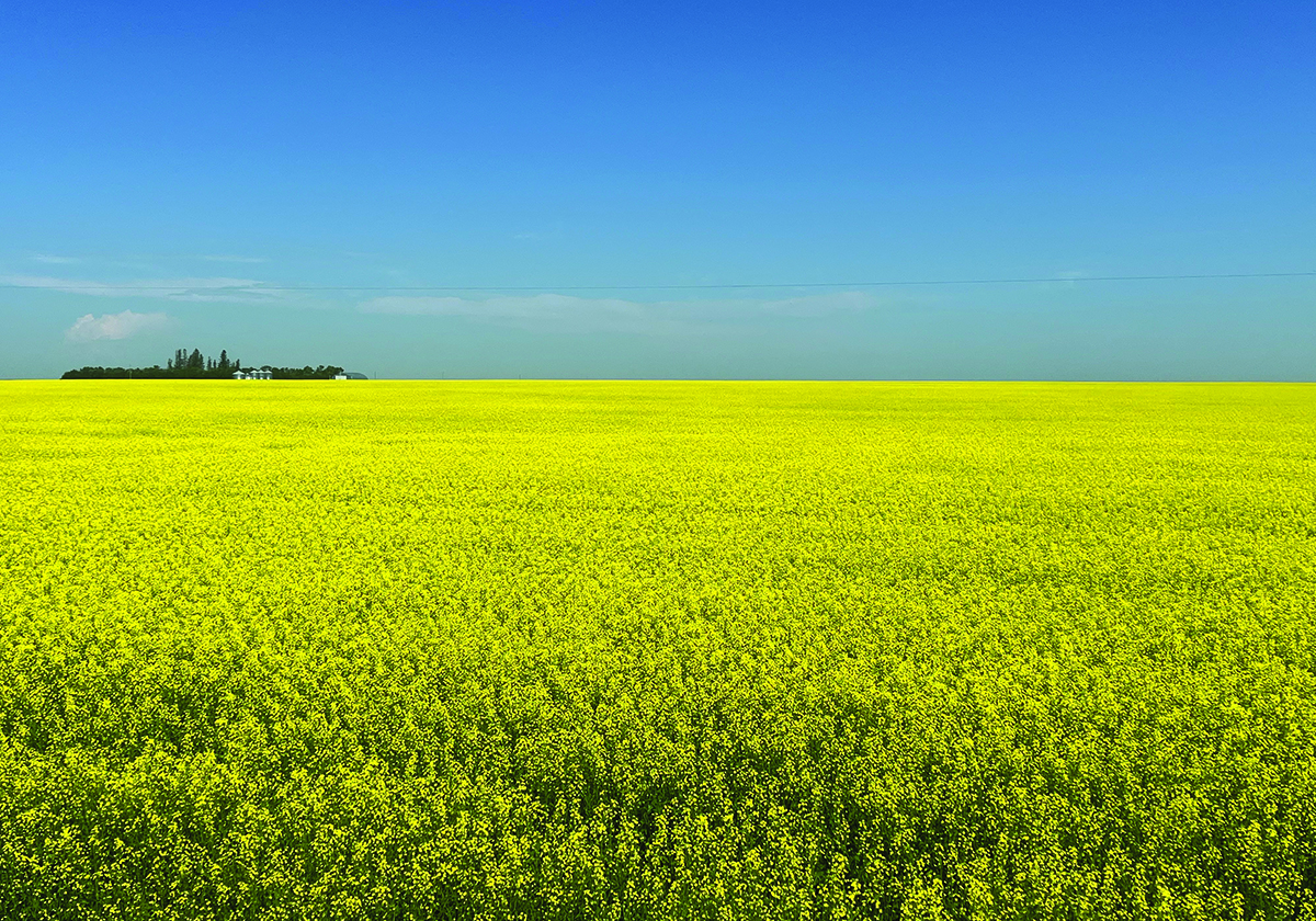 Rylan Bailey in Sask. @chasecommodity