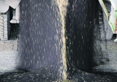 The good news for Canadian canola is that it is rapidly becoming the cheapest oilseed available in the world market, which should eventually help support canola values. | File photo