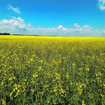 Australia was once a modest canola player, but has since greatly expanded its exports. It produced only 2.3 million tonnes In 2019-20, but is now regularly growing more than twice that amount. | File photo