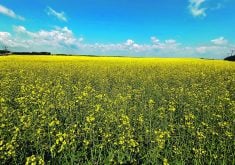 Australia was once a modest canola player, but has since greatly expanded its exports. It produced only 2.3 million tonnes In 2019-20, but is now regularly growing more than twice that amount. | File photo
