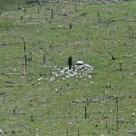 Cattle gather in a circle on a plot of deforested Amazon rainforest in Brazil’s Para state in 2013. About a dozen of the world’s largest agricultural companies, including Cargill, Viterra, ADM, Bunge, Louis Dreyfus and Wilmar, have signed an agreement proposing that they create and enforce rules through their supply chains with the goal of eliminating deforestation by 2025. | Reuters photo