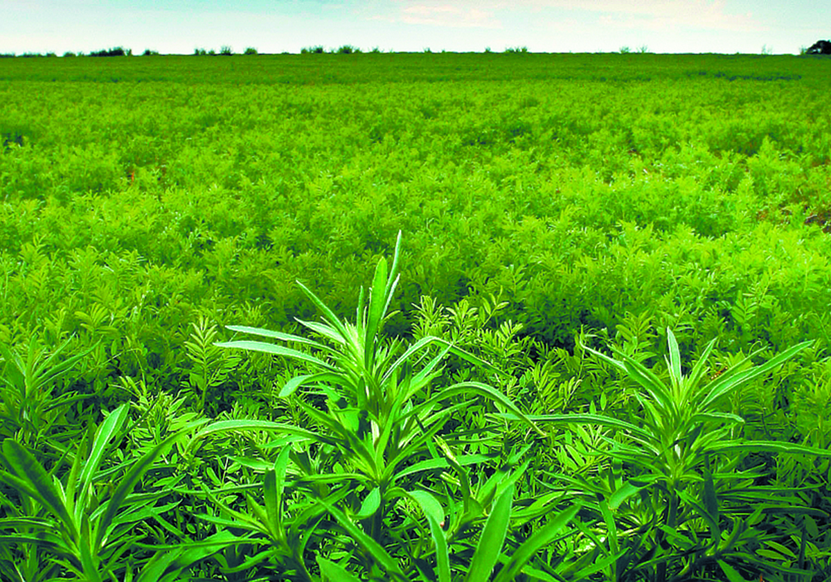 Kochia typically appears in patches within a field rather than across the entire field, and farmers are advised to treat it only where it is found. | File photo