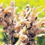 The increasing number of clubroot variants is a concern, but canola growers need to remember that most of these pathotypes are rare, said Steve Strelkov, a plant pathologist at the University of Alberta. | File photo