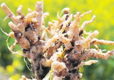 The increasing number of clubroot variants is a concern, but canola growers need to remember that most of these pathotypes are rare, said Steve Strelkov, a plant pathologist at the University of Alberta. | File photo