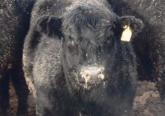 The CFIA said tissue from the six-year-old cow tested positive for bovine tuberculosis at an Ottawa lab November 29th.  | File photo
