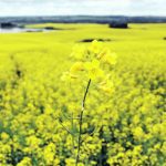 Imperial Oil’s biofuel refinery planned for Alberta’s Strathcona County will use Canadian-grown canola oil as a feedstock produced from 2.5 million tonnes of canola seed annually. | File photo