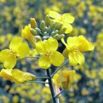 Ongoing investment in domestic canola processing and growth in canola-based biofuel production have driven demand for the crop in recent years. | File photo