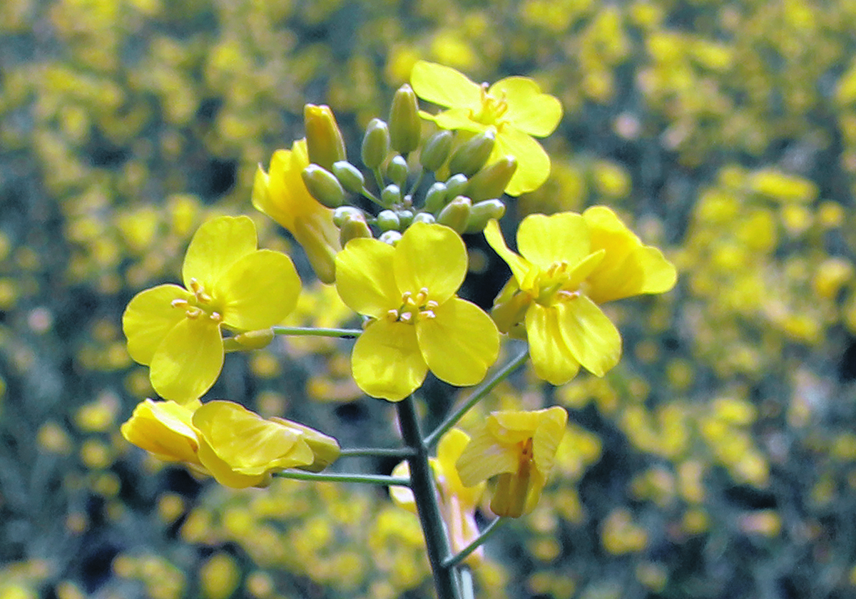 Ongoing investment in domestic canola processing and growth in canola-based biofuel production have driven demand for the crop in recent years. | File photo