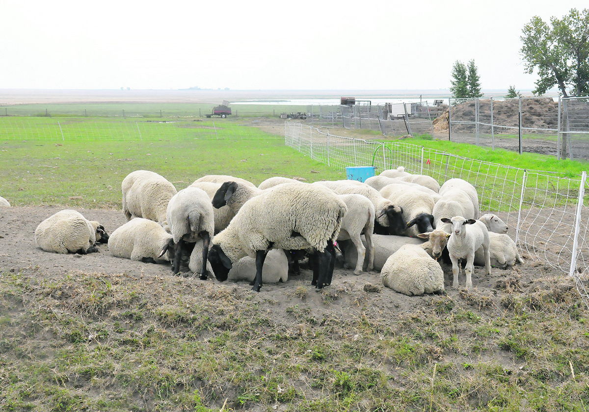 Several recent cases of stillborn and aborted sheep fetuses have been linked to Cache Valley Virus. Mosquito-borne viruses are difficult to avoid, but one option is to alter the breeding schedule so that sheep are not in the early pregnancy period during the high-risk mosquito season. | File photo