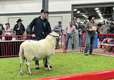 Jordan Mish from Mish Katahdins at Glenavon, Sask., recently returned to the sale ring at Canadian Western Agribition. | Karen Briere photo