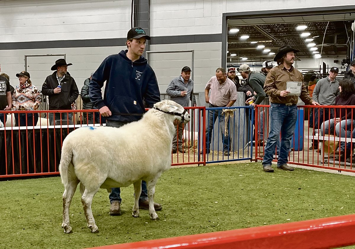 Jordan Mish from Mish Katahdins at Glenavon, Sask., recently returned to the sale ring at Canadian Western Agribition. | Karen Briere photo