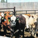 A study looking at atypical interstitial pneumonia in feedlot cattle includes investigating the role that elevated levels of serotonin might play in causing the condition. | File photo