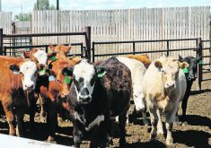 A study looking at atypical interstitial pneumonia in feedlot cattle includes investigating the role that elevated levels of serotonin might play in causing the condition. | File photo