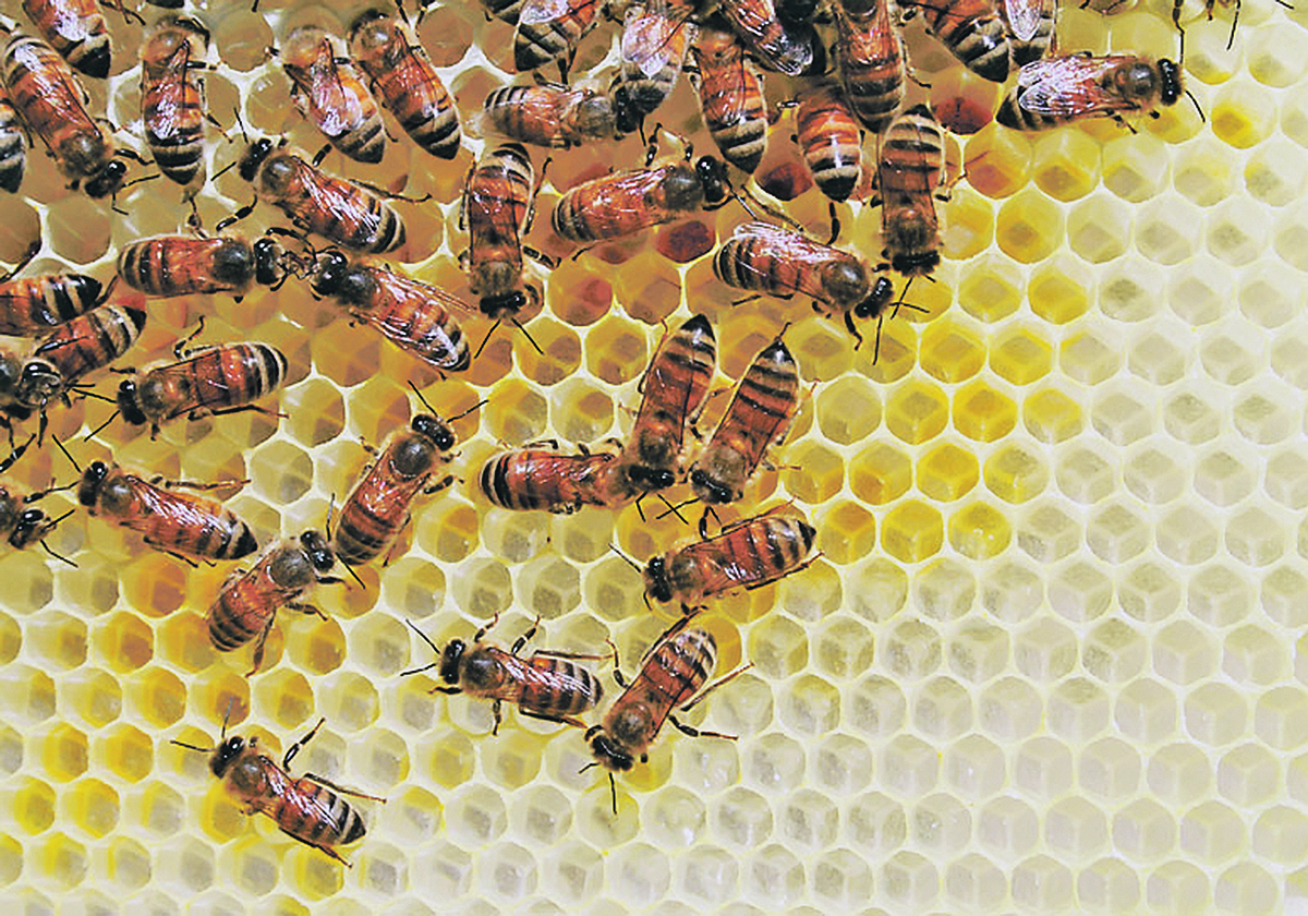 In early November, the Canadian Food Inspection Agency launched a consultation on mitigation strategies for managing risks posed by bulk honeybee imports from the United States. The industry has 90 days to respond. | File photo