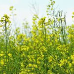 SaskOilseeds offered a free disease testing program this year and is currently investigating three canola diseases: clubroot, blackleg and verticillium. | File photo