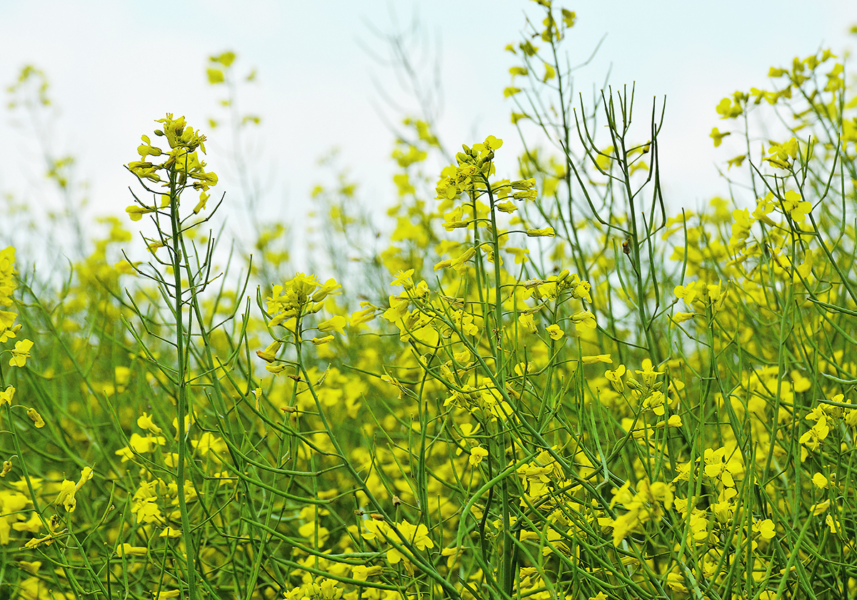 SaskOilseeds offered a free disease testing program this year and is currently investigating three canola diseases: clubroot, blackleg and verticillium. | File photo