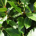 I must admit that before our friend brought us a bag of bay leaves this fall, I had never thought about where this dried-out ingredient comes from. | Getty Images