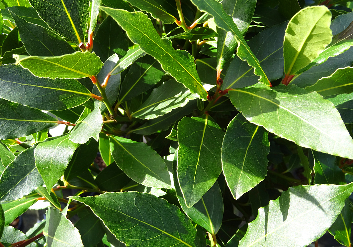 I must admit that before our friend brought us a bag of bay leaves this fall, I had never thought about where this dried-out ingredient comes from. | Getty Images